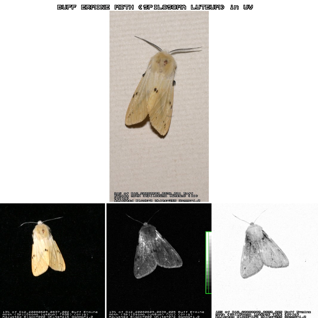 Images in Ultraviolet (UV) Light